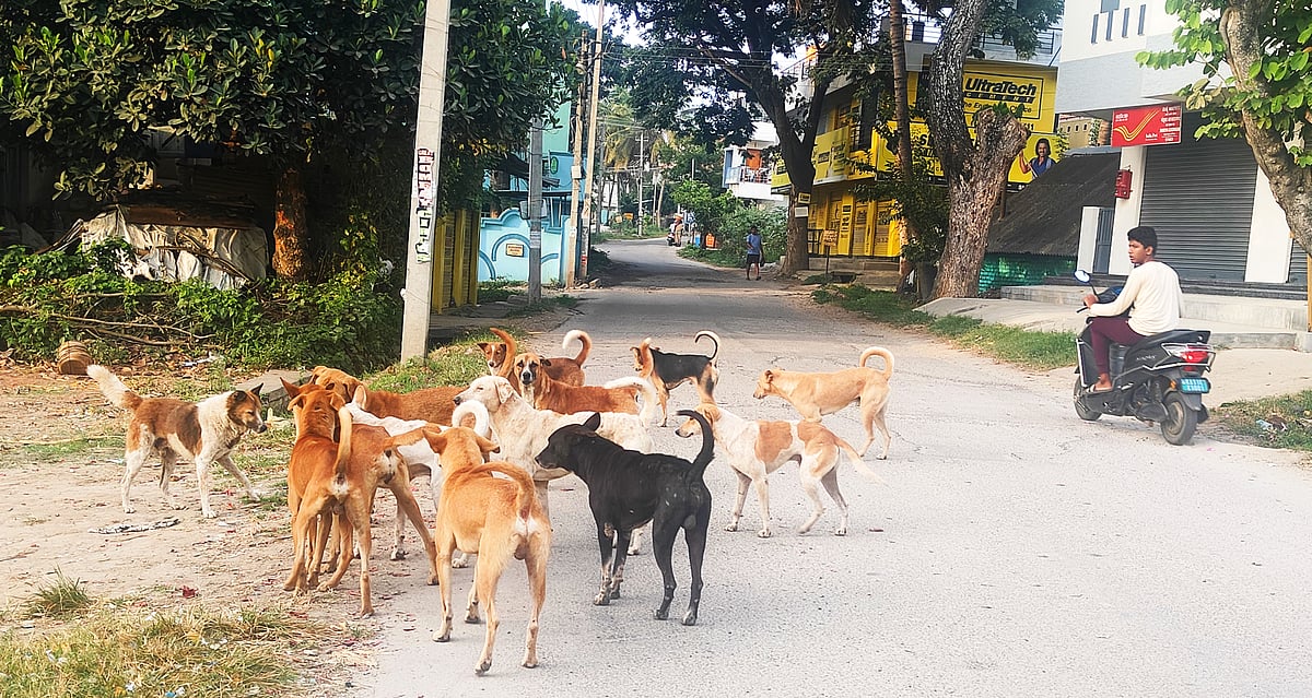 ಬೀದಿ ನಾಯಿಗಳ ಹಾವಳಿ ನಿಯಂತ್ರಿಸಿ: ಜಿಲ್ಲಾಧಿಕಾರಿ ಕುಮಾರ 