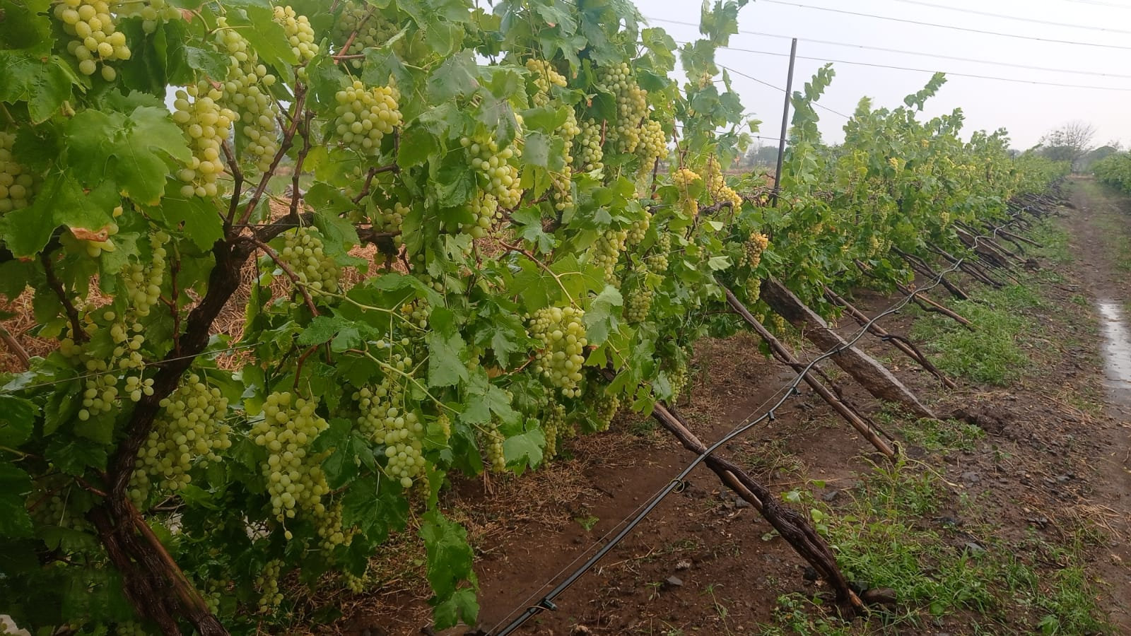 ವಿಜಯಪುರ ಜಿಲ್ಲೆಯ ಚಡಚಣ ತಾಲ್ಲೂಕಿನ ನಿವರಗಿ ಗ್ರಾಮದ ಸುನೀಲ ಇಂಗಳೆ ರೈತರೊಬ್ಬರ ತೋಟದಲ್ಲಿ ಸೋಮವಾರ ಸಂಜೆ ಬೀಸಿದ ಬಿರುಗಾಳಿಗೆ ದ್ರಾಕ್ಷಿ ಸಾಲು ನೆಲಕ್ಕುರುಳಿರುವದು.