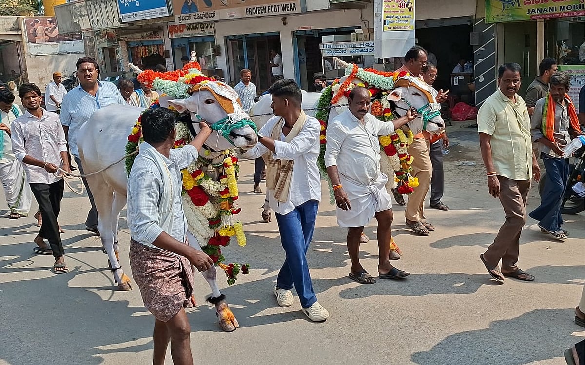 ಸಿಡಿಬಂಡಿ ಉತ್ಸವಕ್ಕೆ ಸಿರುಗುಪ್ಪದಿಂದ ಜೋಡಿ ಎತ್ತು 