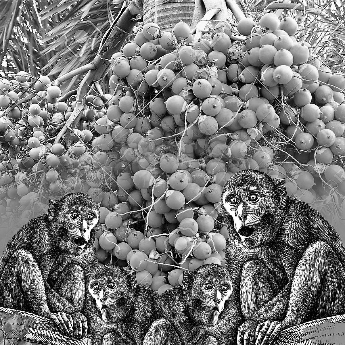 ಸಂಗತ | ಮಲೆನಾಡು: ರೈತರ ಬದುಕಲ್ಲಿ ಮಂಗನಾಟ