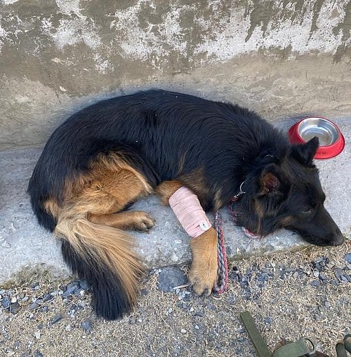 ಕಾಲಿಗೆ ಗುಂಡು ತಗುಲಿದರೂ ಉಗ್ರರನ್ನು ಮಟ್ಟ ಹಾಕಲು ನೆರವಾದ ಸೇನಾ ಶ್ವಾನ 'ಟೈಸನ್'