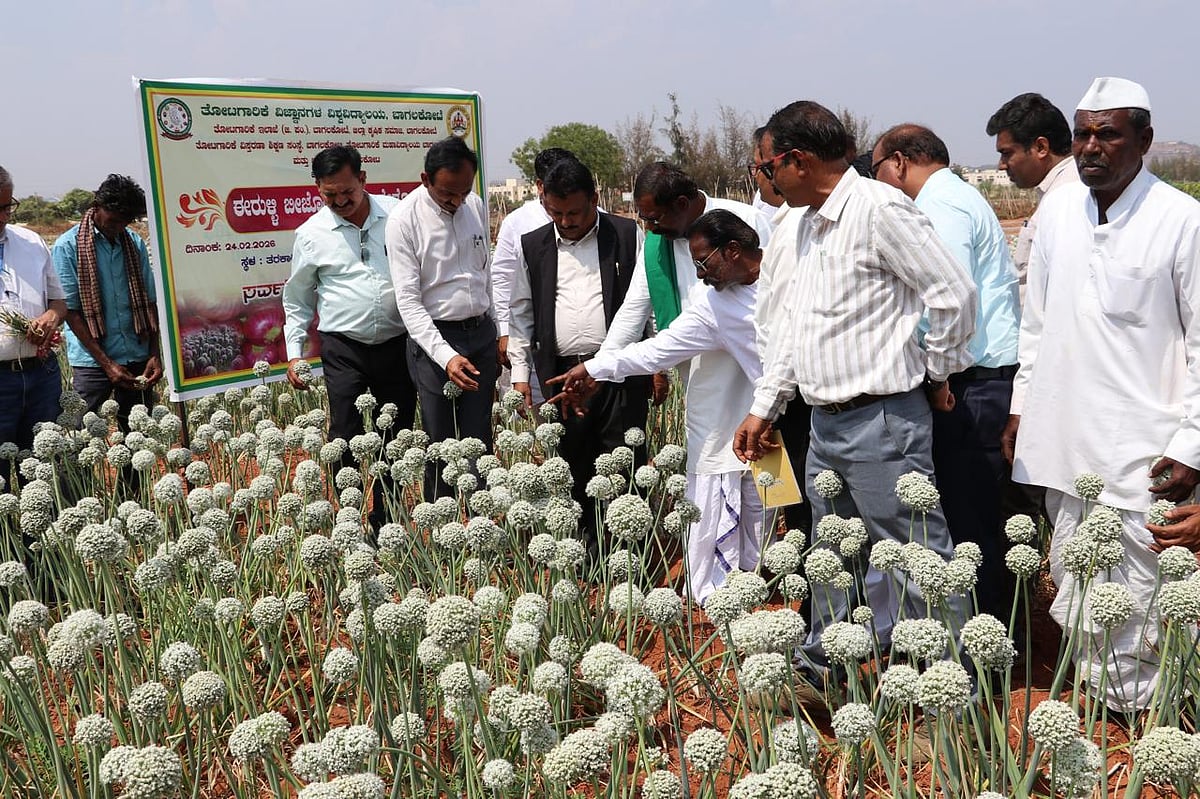 ಬಾಗಲಕೋಟೆ | ಈರುಳ್ಳಿ ಬೆಳೆಗೆ ವೈಜ್ಞಾನಿಕ ಸ್ಪರ್ಶ ಅವಶ್ಯ: ಕುಲಪತಿ ವಿಷ್ಣುವರ್ಧನ