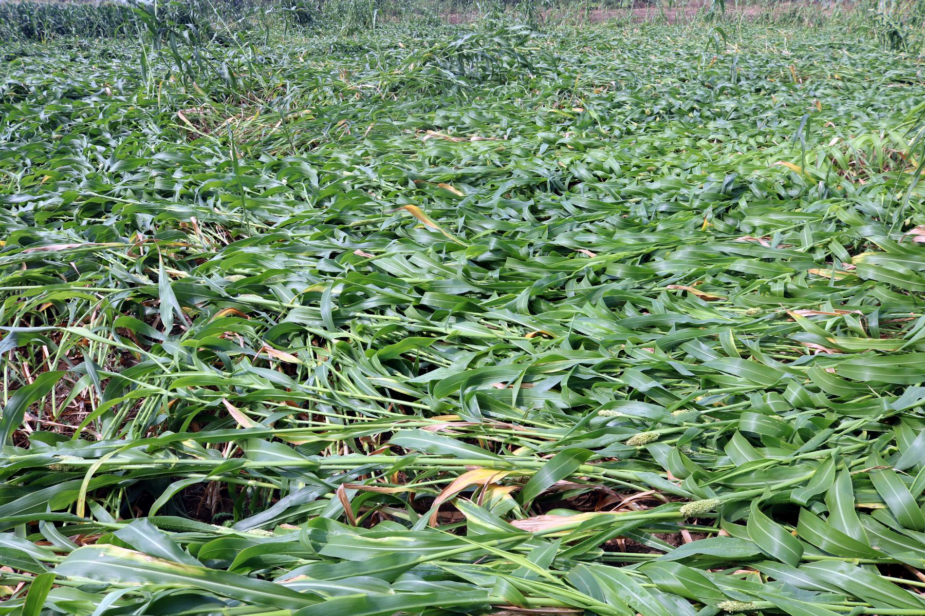 ಆಳಂದ ತಾಲ್ಲೂಕಿನ ಚಲಗೇರಾ ಗ್ರಾಮದ ರೈತರ ಹೊಲದಲ್ಲಿ ಮಳೆಗಾಳಿಗೆ ನೆಲಕ್ಕೆ ಉರುಳಿದ ಜೋಳದ ಬೆಳೆ