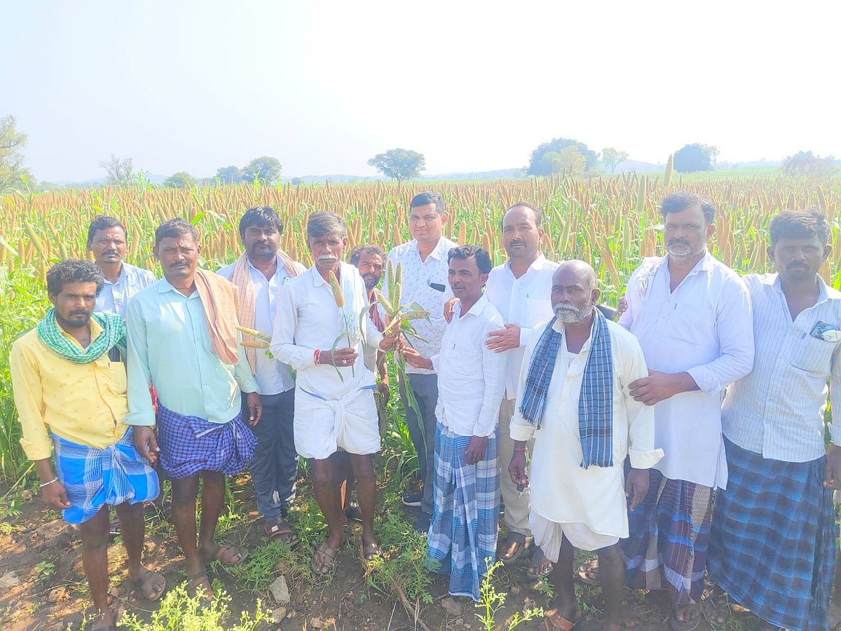 ಶಹಾಪುರ | ಕಾಳು ಕಟ್ಟುವ ಹಂತದಲ್ಲಿ ಸಜ್ಜೆ ಬೆಳೆ ಜೊಳ್ಳು-ಆರೋಪ