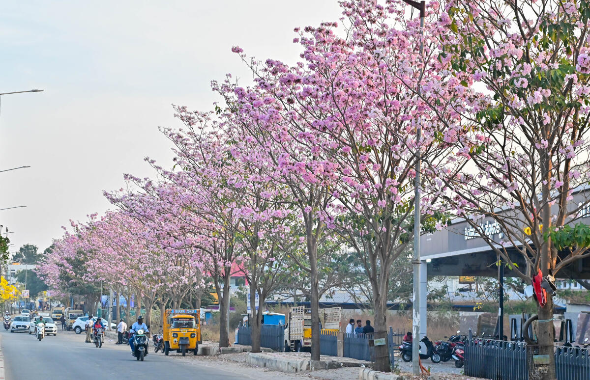 ಗುಲಾಬಿ ಬಣ್ಣದ ಟಬೂಬಿಯಾ