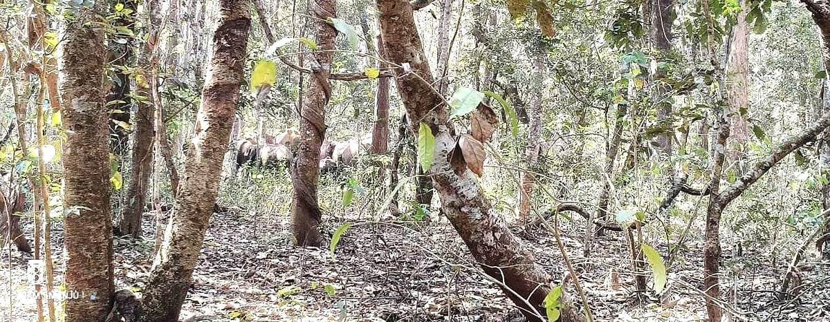 ಮಡಬೂರು: 10 ಕಾಡಾನೆಗಳ ಹಿಂಡು ಪ್ರತ್ಯಕ್ಷ