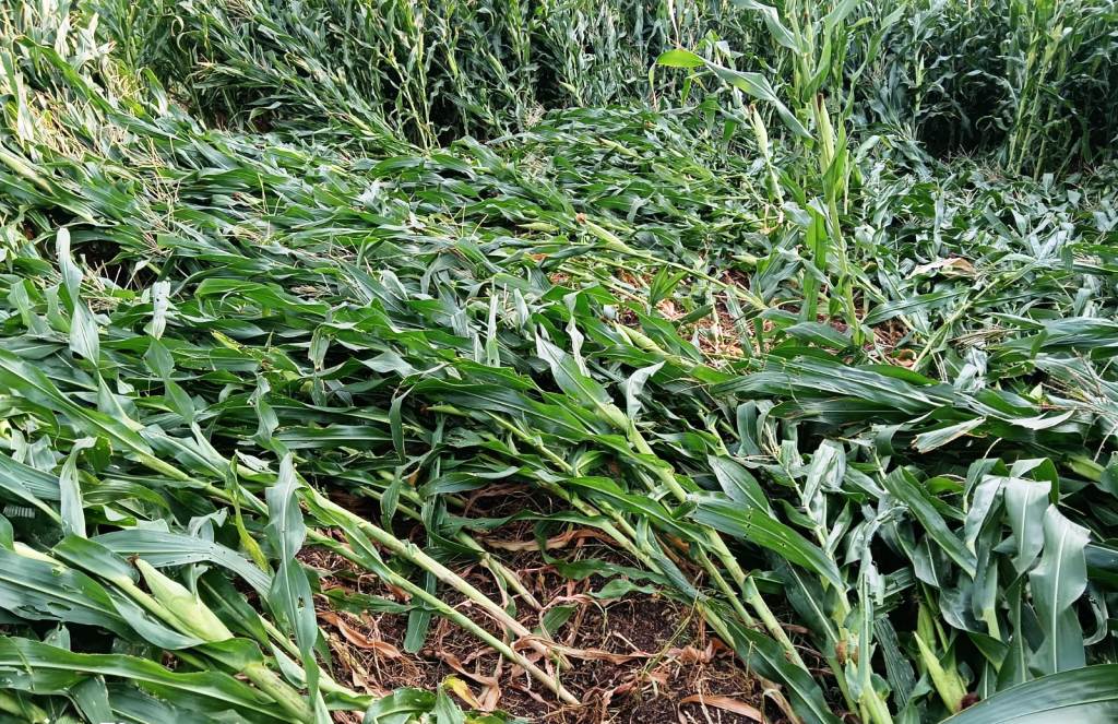 ಜಮಖಂಡಿ: ಸಮೀಪದ ಹಾಲಳ್ಳಿ ಗ್ರಾಮದಲ್ಲಿ ರೈತರೊಬ್ಬರ ಗೋವಿನ ಜೋಳ ನೆಲಕಚ್ಚಿರುವದು.