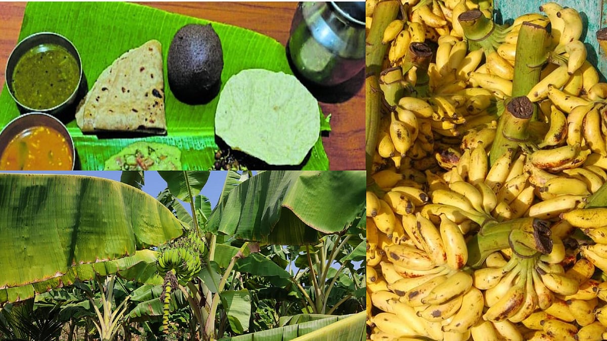 Health Tips: ಬಾಳೆಹಣ್ಣು ಮಾತ್ರವಲ್ಲ, ಬಾಳೆ ಎಲೆ ಊಟದಲ್ಲೂ ಇದೆ ಆರೋಗ್ಯ ಗುಟ್ಟು