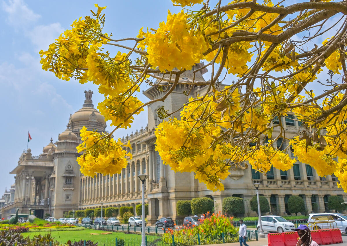 ಹಳದಿ ಬಣ್ಣದ ಟಬೂಬಿಯಾ