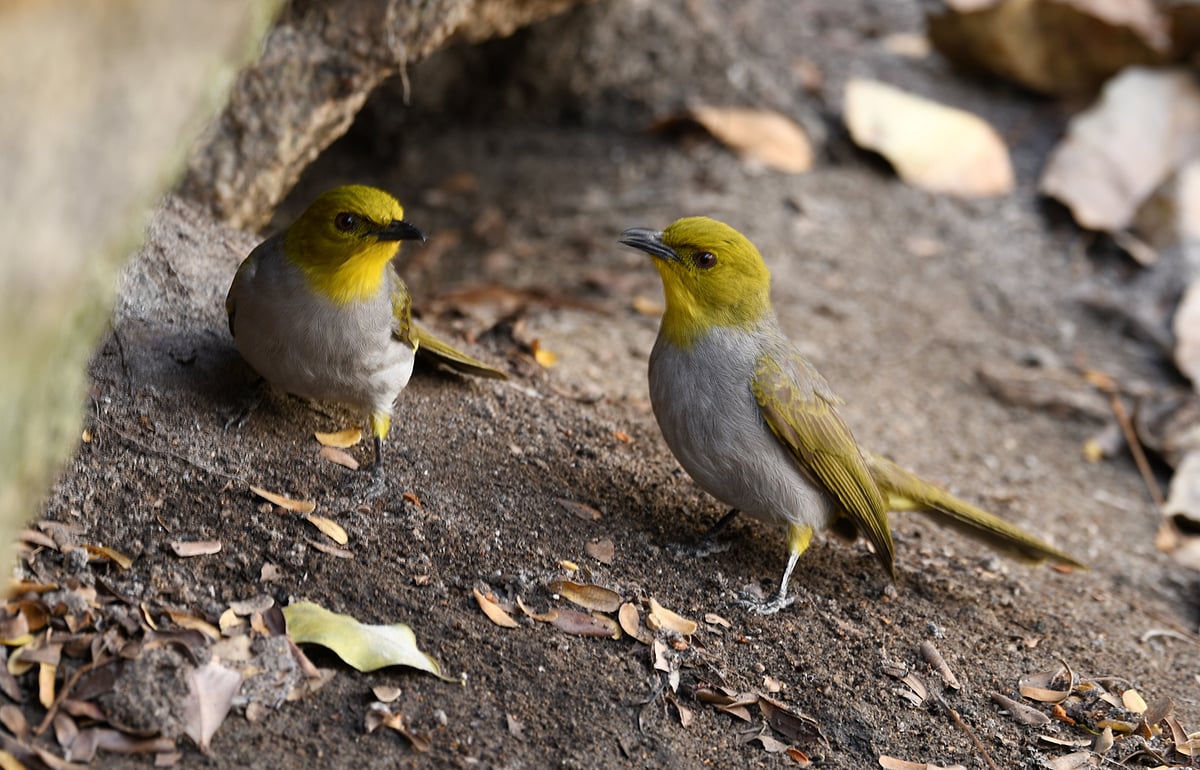 ದೇವರಾಯನದುರ್ಗದಲ್ಲಿ ರೋಪ್‌ವೇಗೆ ವಿರೋಧ