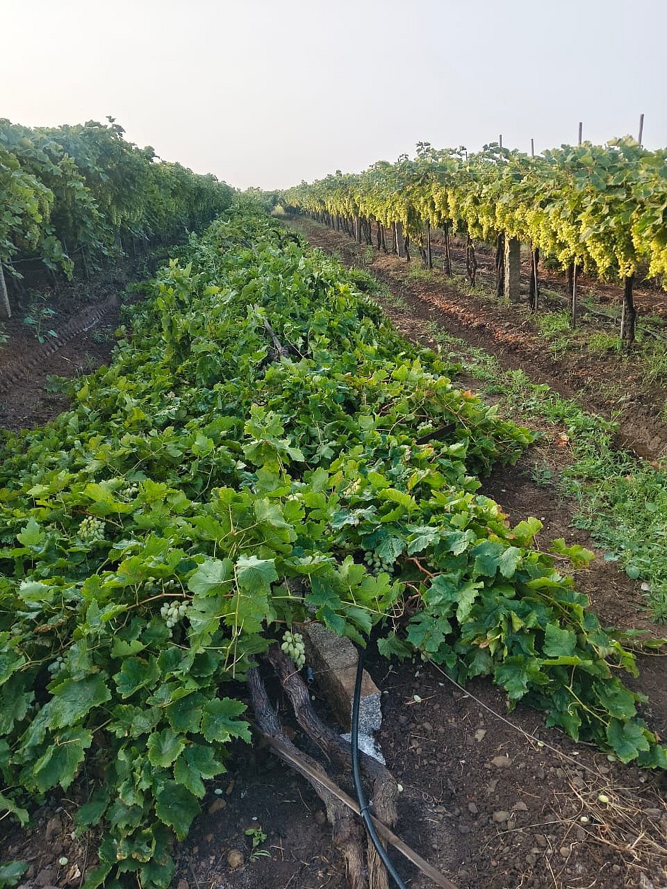 ತಿಕೋಟಾ | ಮಳೆ ಅಬ್ಬರ; ದ್ರಾಕ್ಷಿ ಬೆಳೆಗಾರ ಹೈರಾಣ 