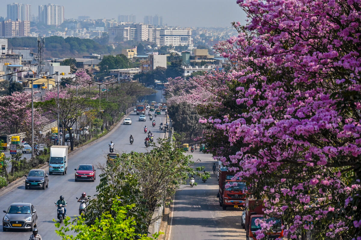 ಗುಲಾಬಿ ಬಣ್ಣದ ಟಬೂಬಿಯಾ