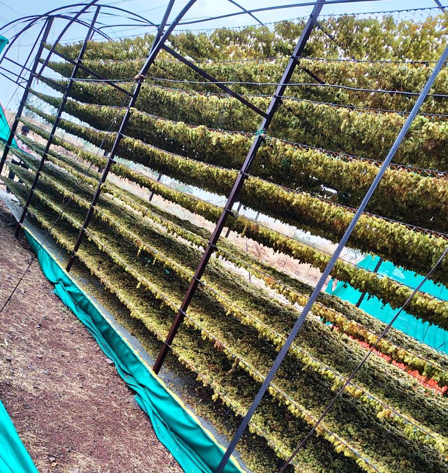 ಜಮಖಂಡಿ: ತಾಲ್ಲೂಕಿನ ಖಾಜಿಬೀಳಗಿ ಗೋಠೆ ಗ್ರಾಮಗಳಲ್ಲಿ ಒಣ ದ್ರಾಕ್ಷಿ ಮಾಡಲು ರಾಕ್ ಹಾಕಿರುವಾಗ ಮಳೆಯಾಗಿ ತೊಯ್ದಿರುವದು.