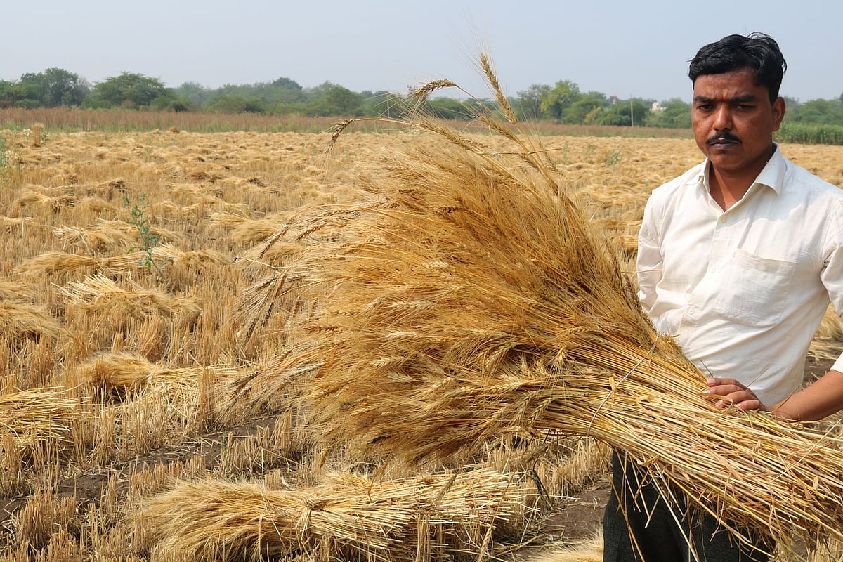 ಆಳಂದ | ಅಕಾಲಿಕ ಮಳೆಗೆ ಜೋಳ, ಗೋಧಿ ಬೆಳೆ ನಷ್ಟ