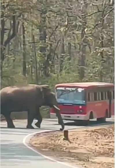 ದಾಂಡೇಲಿ: ರಸ್ತೆ ಮಧ್ಯದಲ್ಲಿ ಬಸ್ ತಡೆದು, ನಂತರ ದಾರಿ ಬಿಟ್ಟ ಕಾಡಾನೆ