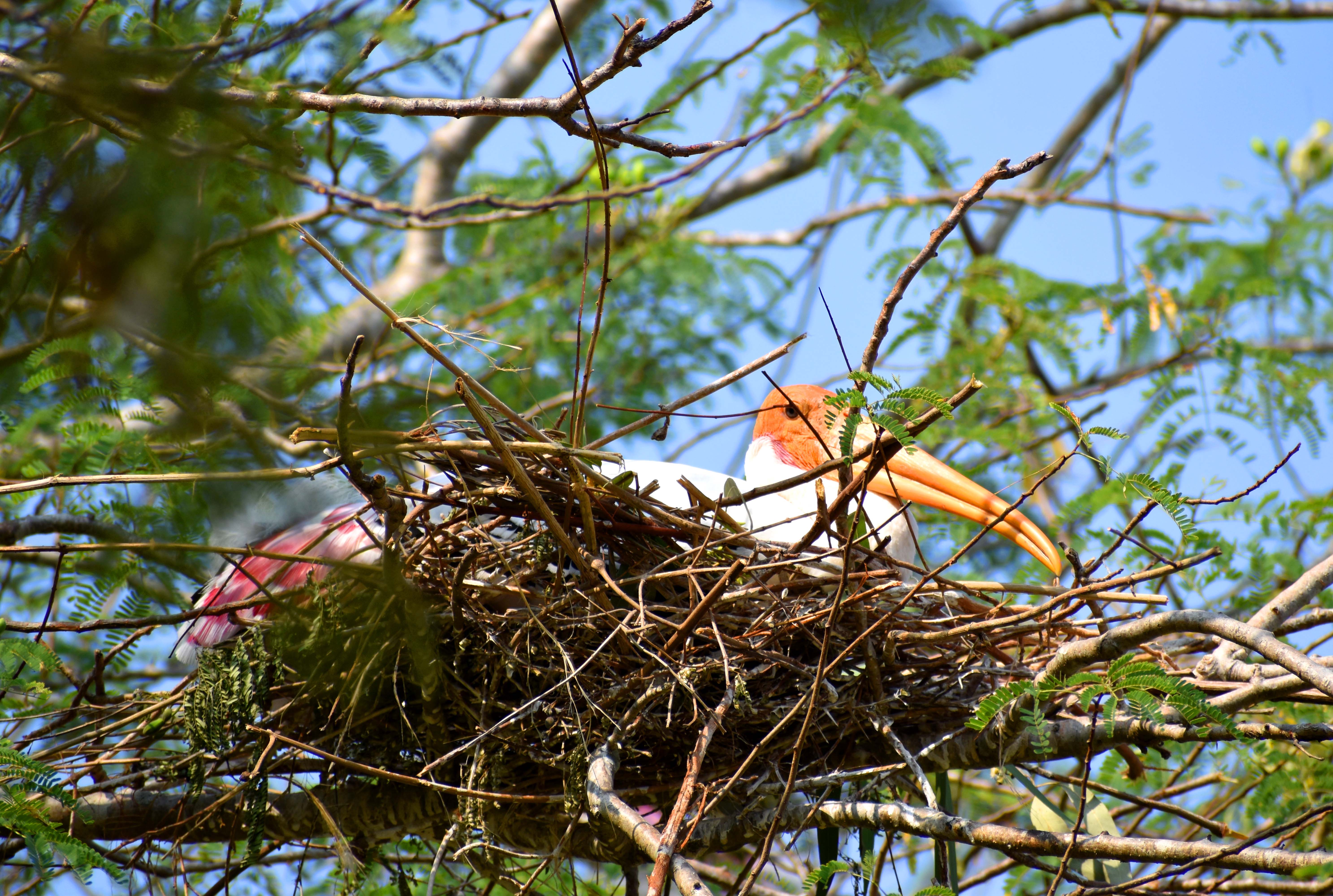 ಗೂಡಿನಲ್ಲಿ ಮರಿಗಳಿಗೆ ಕಾವು ಕೊಡುತ್ತಿರುವ ‘ಪೇಂಟೆಡ್‌ ಸ್ಟಾರ್ಕ್‌’ 