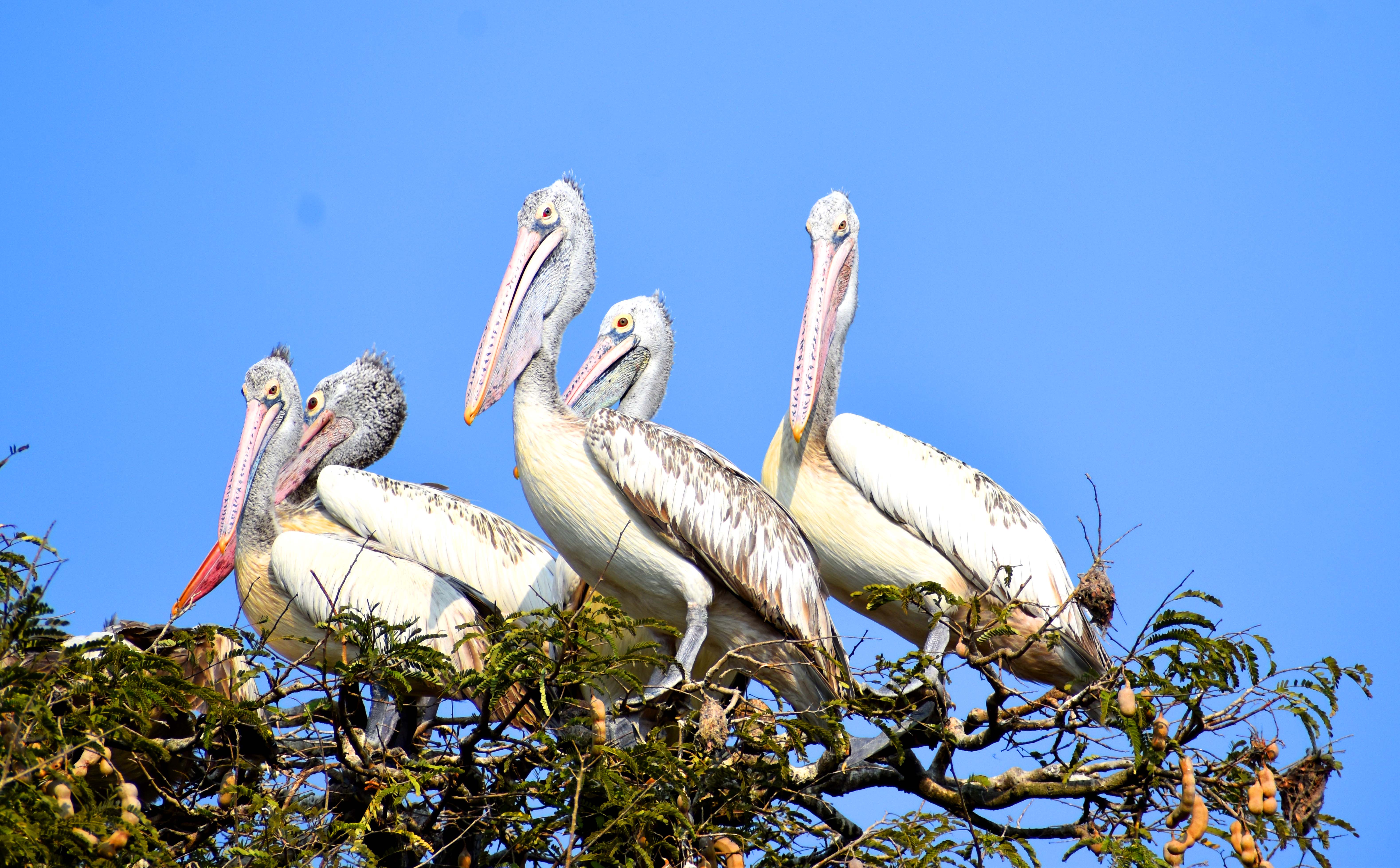 ಕೊಕ್ಕರೆ ಬೆಳ್ಳೂರಿಗೆ ವಲಸೆ ಬಂದಿರುವ ಹೆಜ್ಜಾರ್ಲೆ (ಸ್ಪಾಟ್‌ ಬಿಲ್ಡ್‌ ಪೆಲಿಕಾನ್‌) ಪಕ್ಷಿಗಳು 
