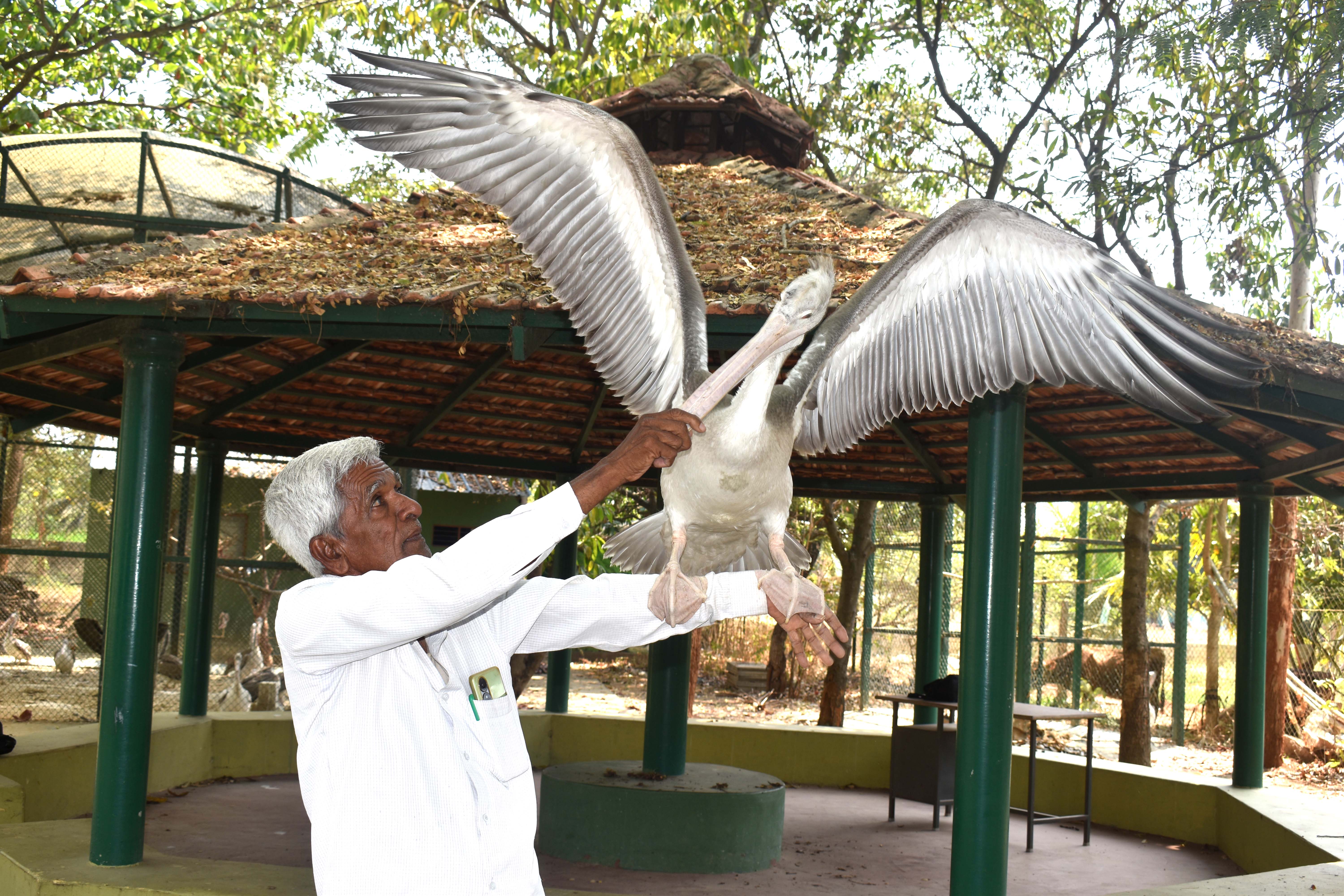 ಹೆಜ್ಜಾರ್ಲೆ ಪಕ್ಷಿಯೊಂದಿಗೆ ಕೊಕ್ಕರೆಬೆಳ್ಳೂರಿನ ಪಕ್ಷಿಪ್ರೇಮಿ ಬಿ.ಲಿಂಗೇಗೌಡ