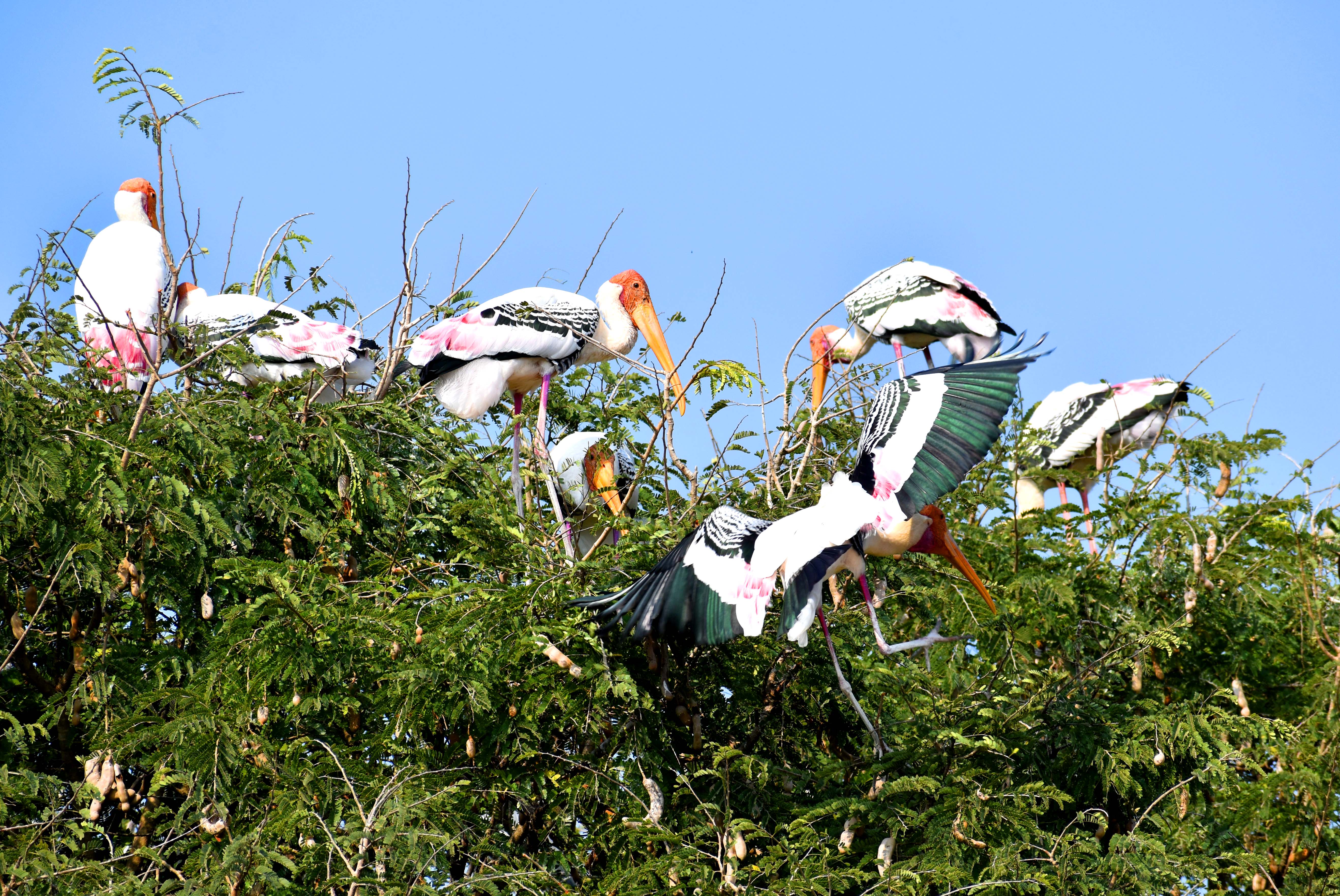 ಹುಣಸೆ ಮರದಲ್ಲಿ ಬೀಡು ಬಿಟ್ಟಿರುವ ಪೇಂಟೆಡ್‌ ಸ್ಟಾರ್ಕ್‌ಗಳು 