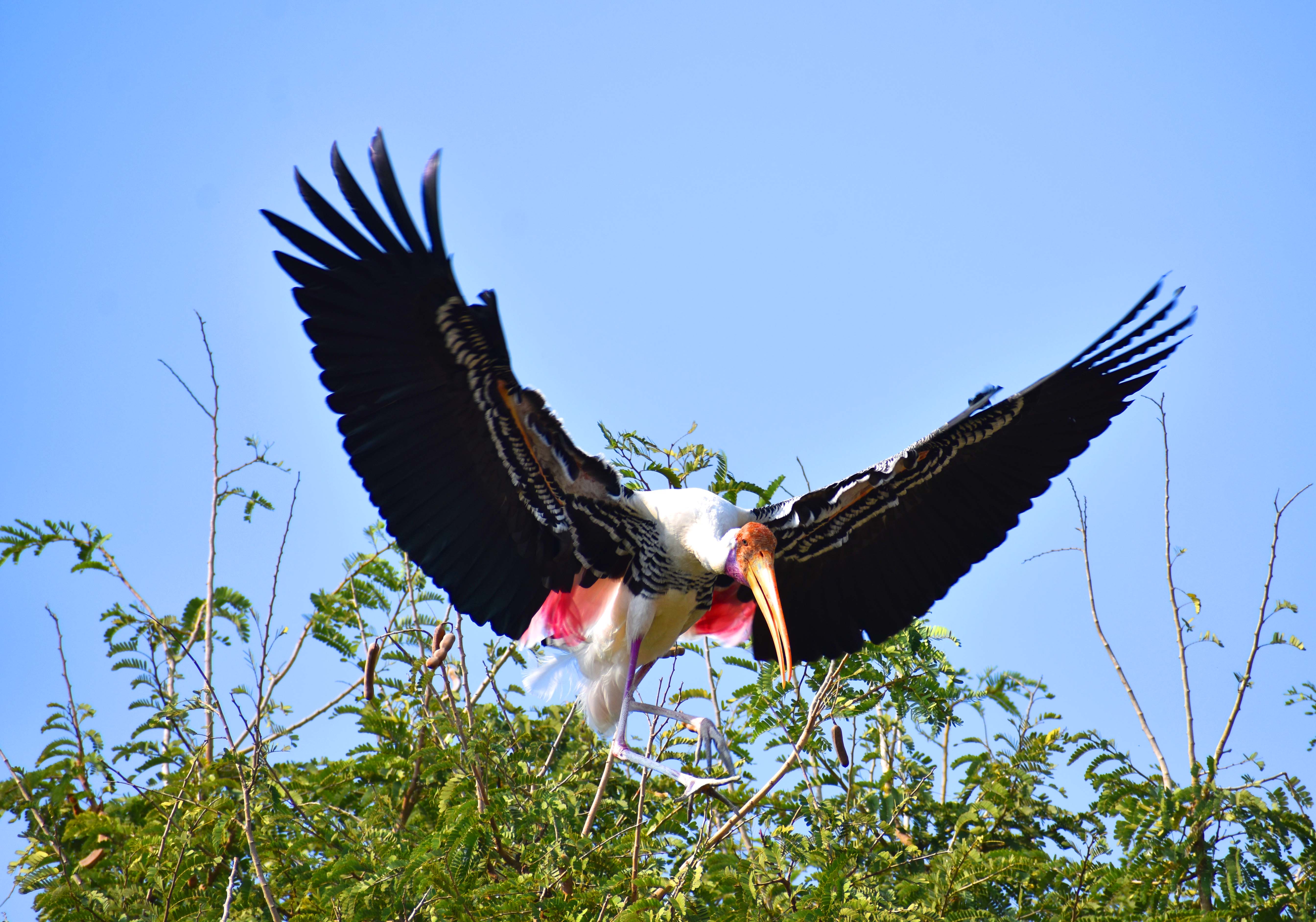ಆಹಾರದ ಅನ್ವೇಷಣೆಯಲ್ಲಿ ಬಣ್ಣದ ಕೊಕ್ಕರೆ 