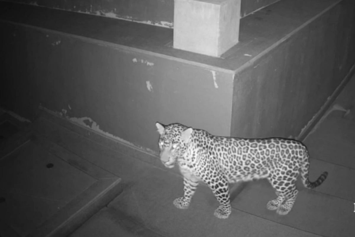 ಮಂಗಳೂರು: ಕದ್ರಿ ಕೈಬಟ್ಟಲ್ ಪ್ರದೇಶದಲ್ಲೂ ಕಾಣಿಸಿಕೊಂಡ ಚಿರತೆ