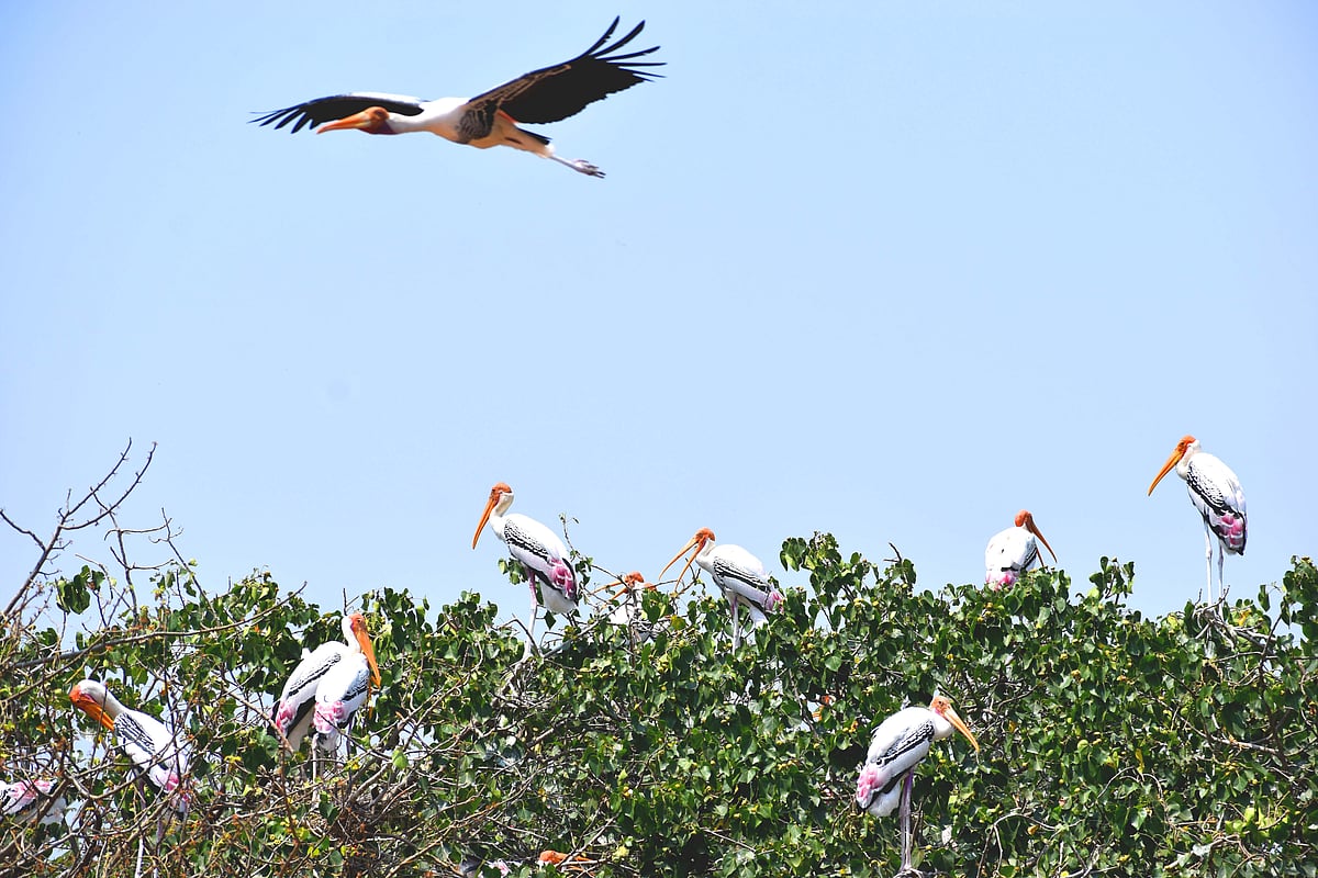 ಕೊಕ್ಕರೆ ಬೆಳ್ಳೂರು ಪಕ್ಷಿಧಾಮ: ಹಕ್ಕಿಗಳೊಂದಿಗೆ ಜನರ ಸಹಬಾಳ್ವೆಯ ಹಾಡು