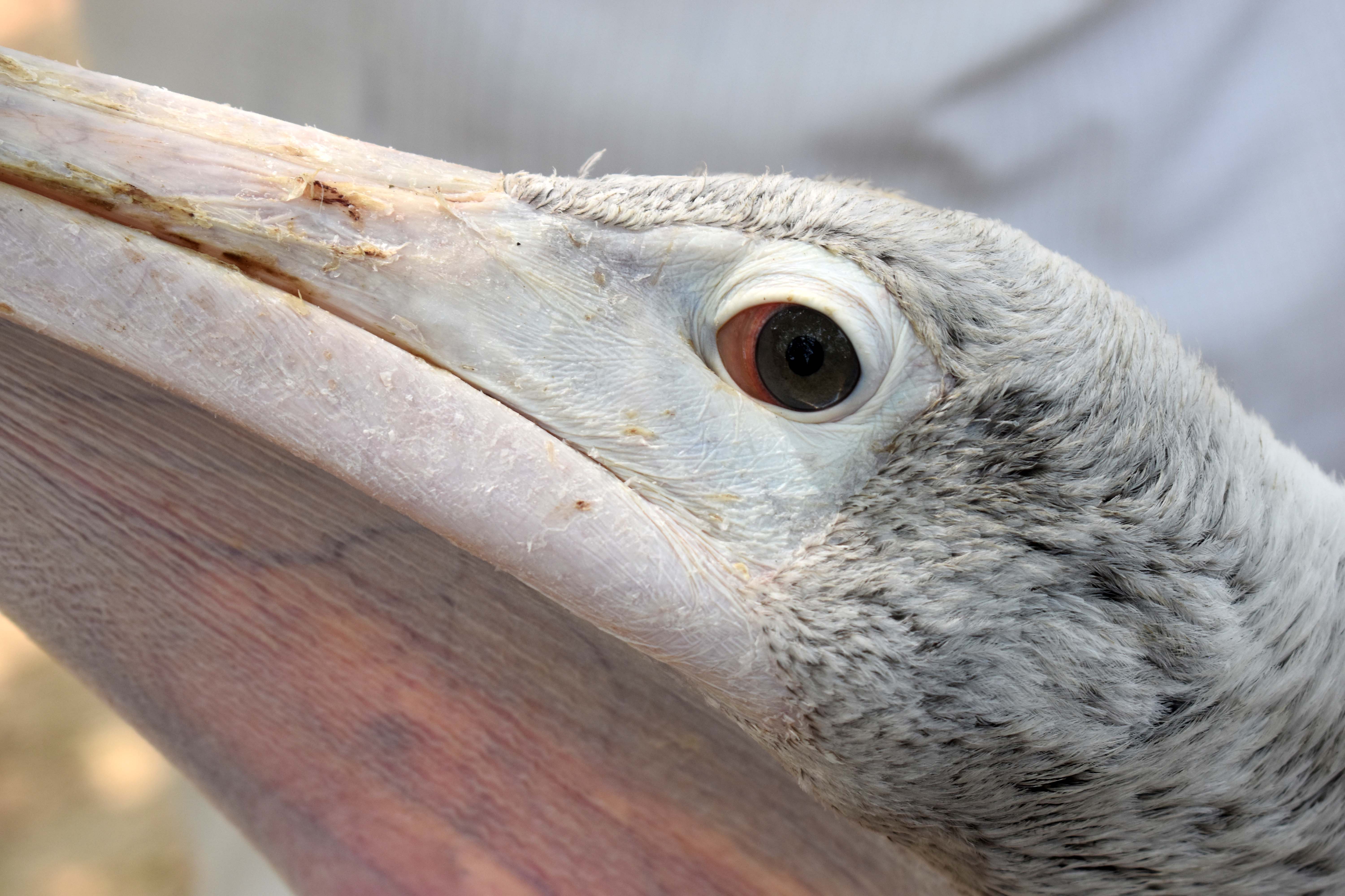 ಪೆಲಿಕಾನ್‌ ಪಕ್ಷಿಯ ಮಾಂತ್ರಿಕ ನೋಟ 