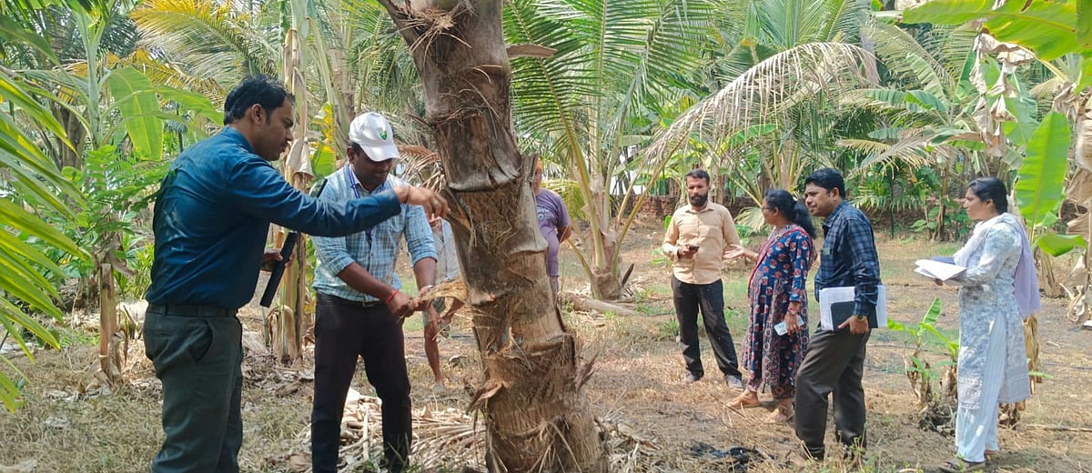 ಅಂಕೋಲಾ ತೆಂಗಿನ ಮರಗಳಿಗೆ ಕೀಟಬಾಧೆ: ಕೃಷಿ ವಿಜ್ಞಾನಿಗಳ ಭೇಟಿ, ಪರಿಶೀಲನೆ