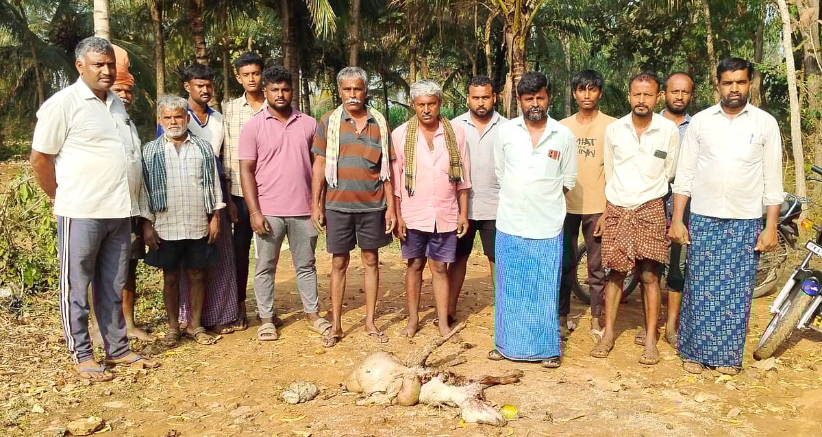 ಮಳವಳ್ಳಿ: ಚಿರತೆ ದಾಳಿಗೆ ಮೇಕೆ ಬಲಿ