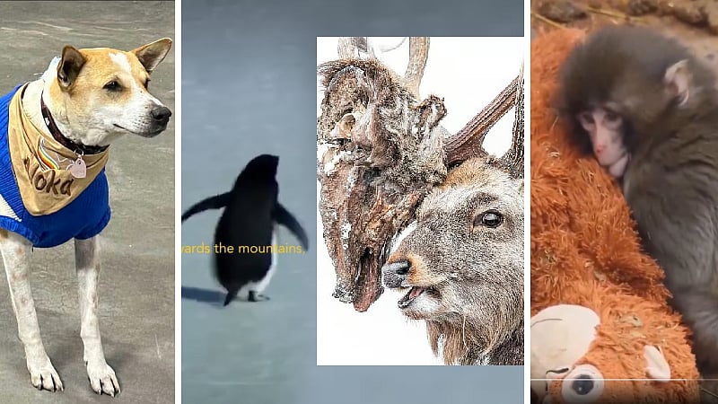 ಸಾಮಾಜಿಕ ಮಾಧ್ಯಮಗಳ ಮೂಲಕ ಜಗದ ಗಮನ ಸೆಳೆದು, ಬದುಕಿನ ಪಾಠ ಕಲಿಸಿದ ಪ್ರಾಣಿಗಳಿವು..