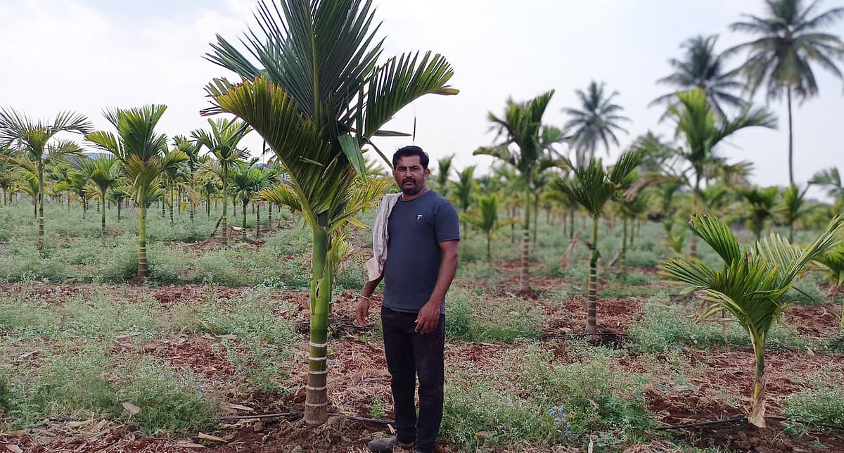 ಸಾಂಪ್ರದಾಯಿಕ ಪದ್ಧತಿಯಲ್ಲಿ ದೀರ್ಘಾವಧಿ ಬೆಳೆ; ಮಲ್ಲನಗೌಡರ ಮಾದರಿ ಕೃಷಿ ಕಾಯಕ