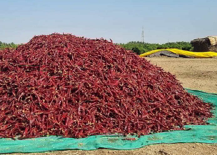 ಬ್ಯಾಡಗಿ ಮೆಣಸಿನಕಾಯಿ ಬೆಲೆ ಸ್ಥಿರ