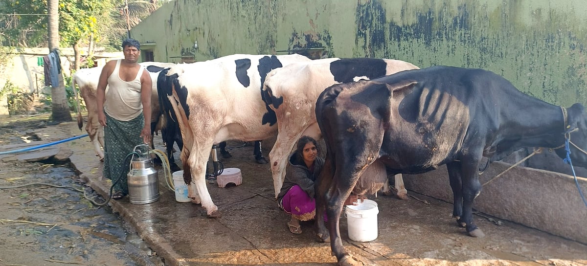 ಕೊಡಿಗೇನಹಳ್ಳಿ: ಯುವಕನ ಸ್ವಾವಲಂಬಿ ಬದುಕಿಗೆ ನೆರವಾದ ಹೈನುಗಾರಿಕೆ