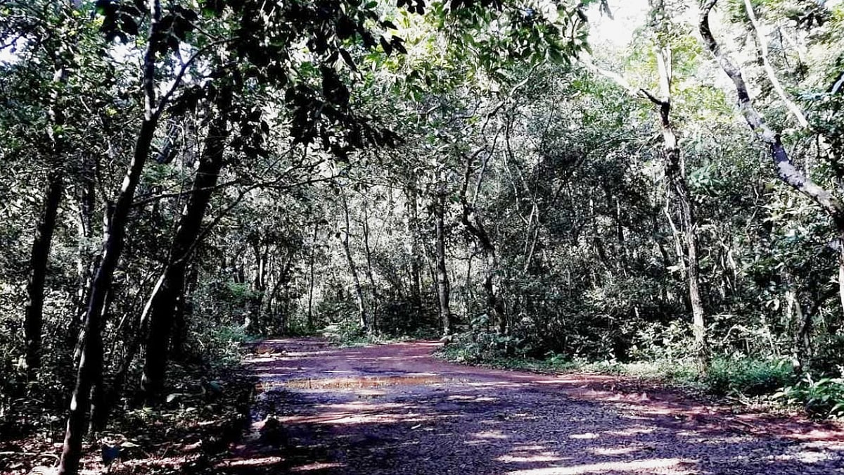 ಉಡುಪಿ: ನಾಡೊಳಗಿನ ಕೌತುಕ ಕಾನನ ಪಿಲಾರಕಾನ