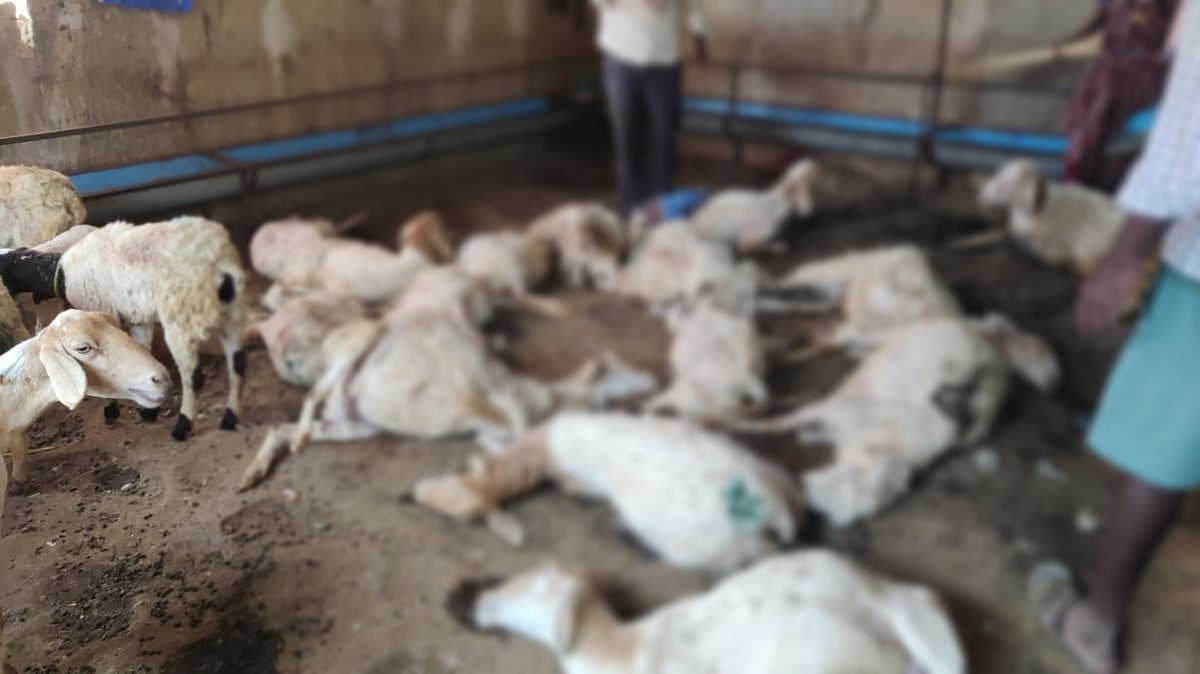 ಚಿತ್ರದುರ್ಗ: ಯೂರಿಯಾ ಮಿಶ್ರಿತ ನೀರು ಕುಡಿದು ಕುರಿಗಳು ಸಾವು