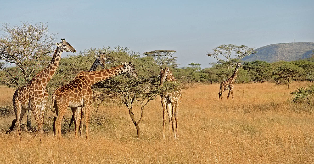 ಕೃಪಾಕರ–ಸೇನಾನಿ ಬರಹ: ಗಿಡಮೂಲಿಕೆಗಳ ಅಂತರಂಗ