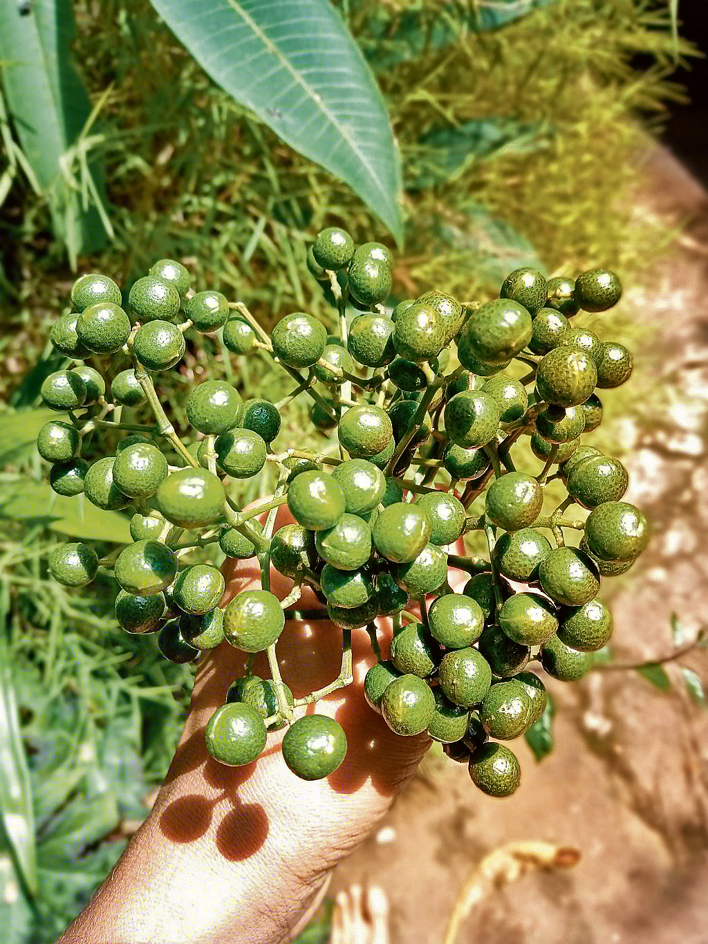 ಜುಮ್ಮನಕಾಯಿ ರುಚಿಗೂ, ಪರಿಮಳಕ್ಕೂ ಸೈ