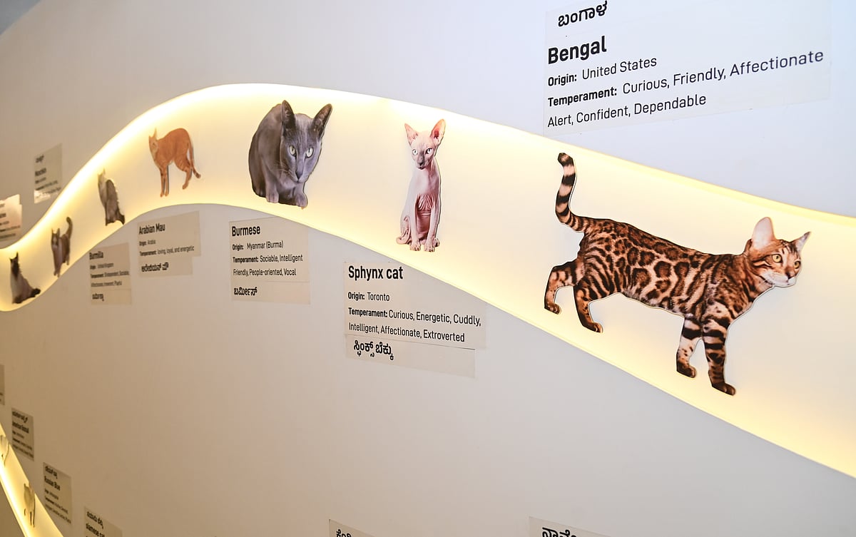 ಶ್‌! ಇದು ಬೆಕ್ಕುಗಳ ಮ್ಯೂಸಿಯಂ!