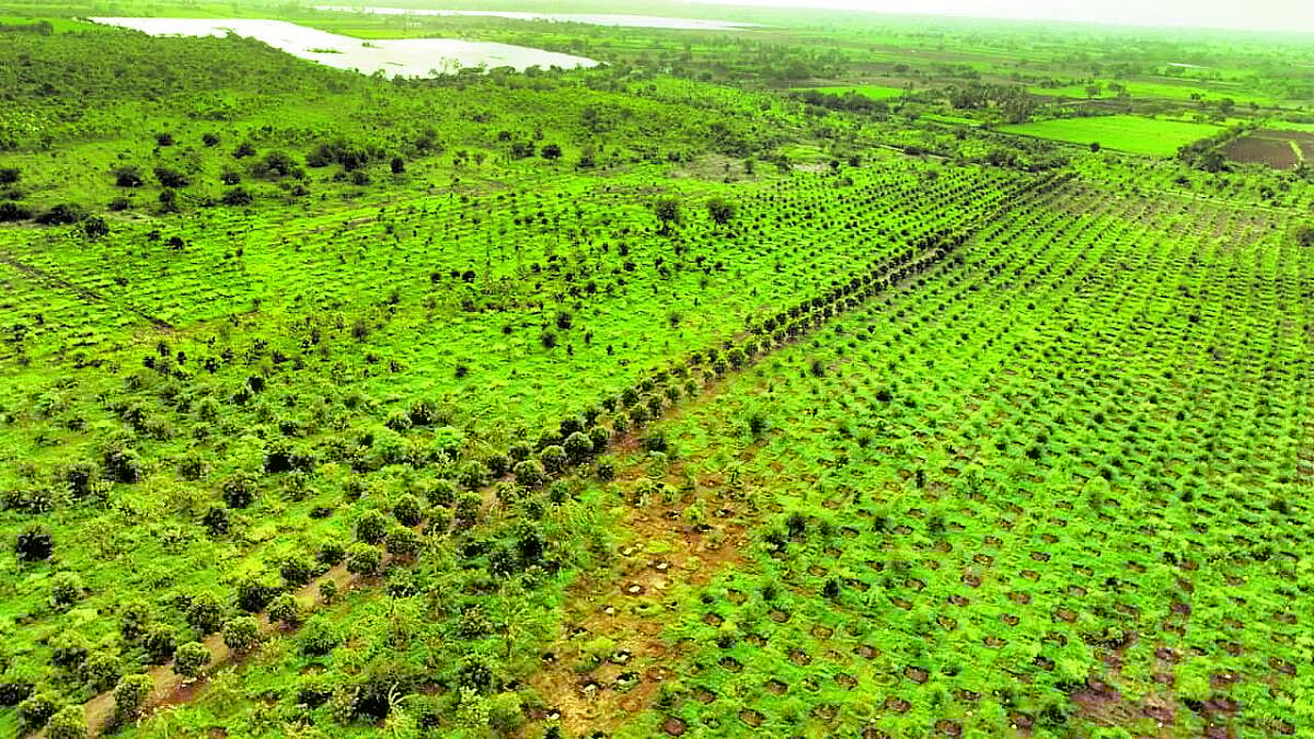 ಒಳನೋಟ | ಕೋಟಿ ವೃಕ್ಷ ಅಭಿಯಾನಕ್ಕೆ ಜನ ಸಹಭಾಗಿತ್ವ:
ಹಸಿರಾಗುತ್ತಿದೆ ವಿಜಯಪುರ