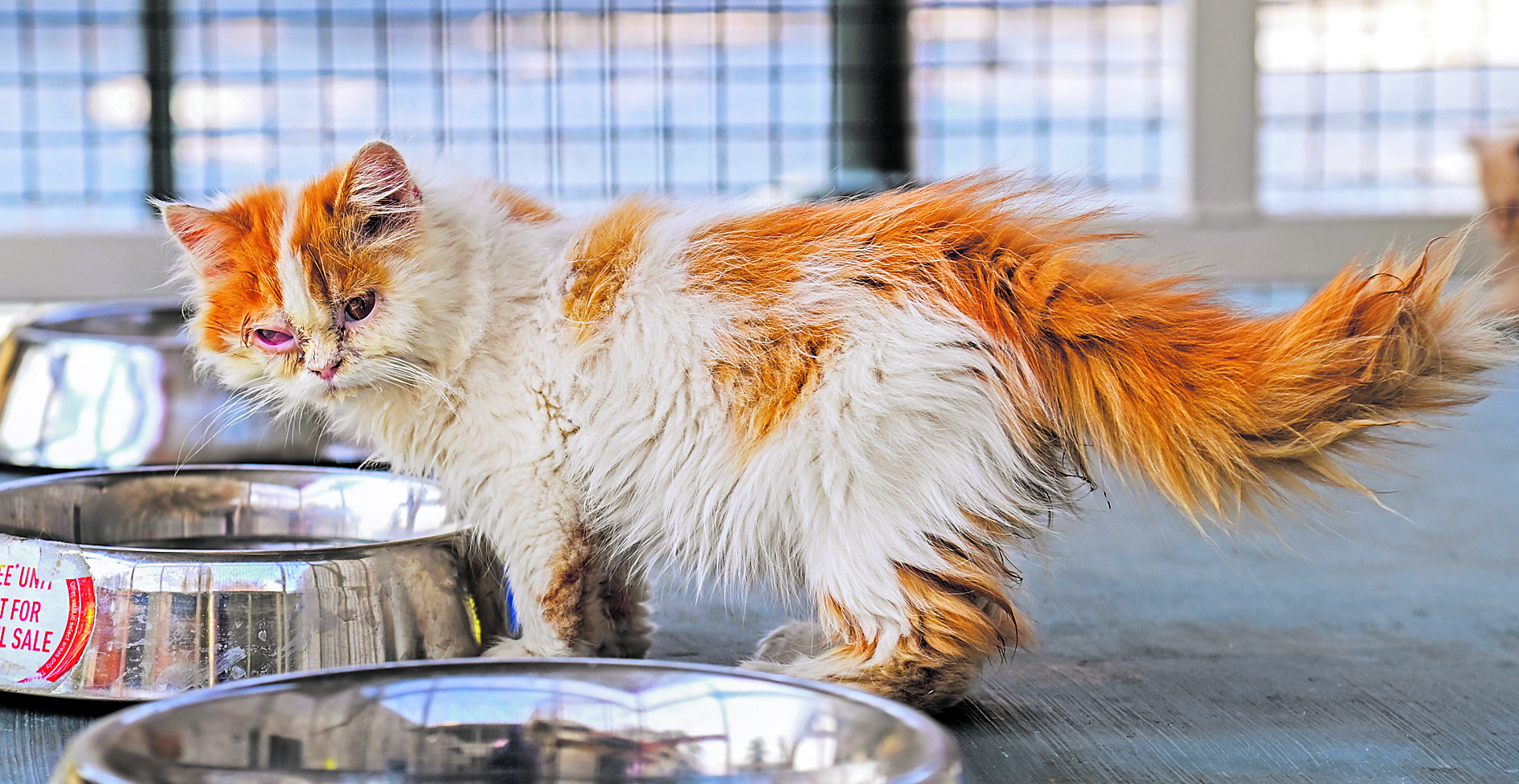 ಪರ್ಶಿಯನ್‌ ಕ್ಯಾಟ್‌ ತಳಿ