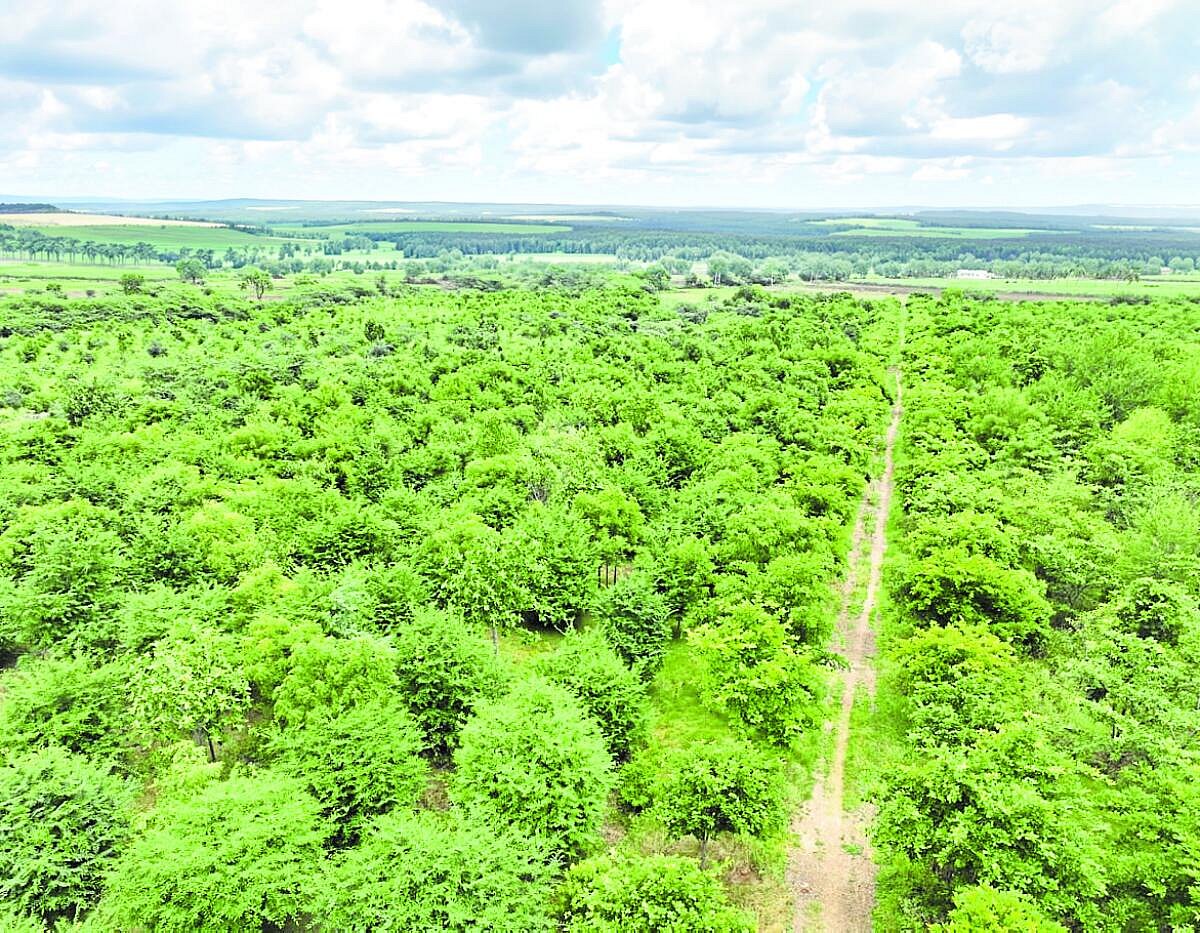 ಒಳನೋಟ: ನೆಡುತೋಪಿನಿಂದ ವನ ವಿಸ್ತರಣೆ?