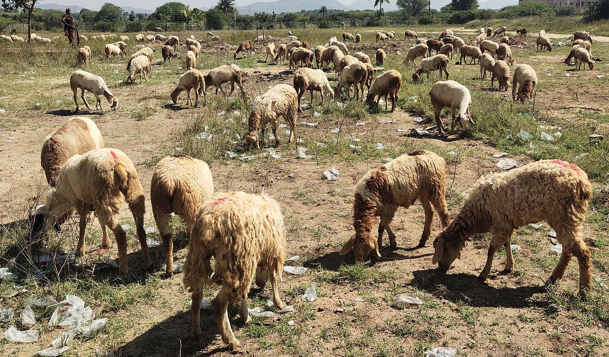 ಬಾಗೇಪಲ್ಲಿ | ಕೈಗಾರಿಕೆಗಳಿಗೆ ಸಿಗಲಿದೆಯೇ ಅನುದಾನ 