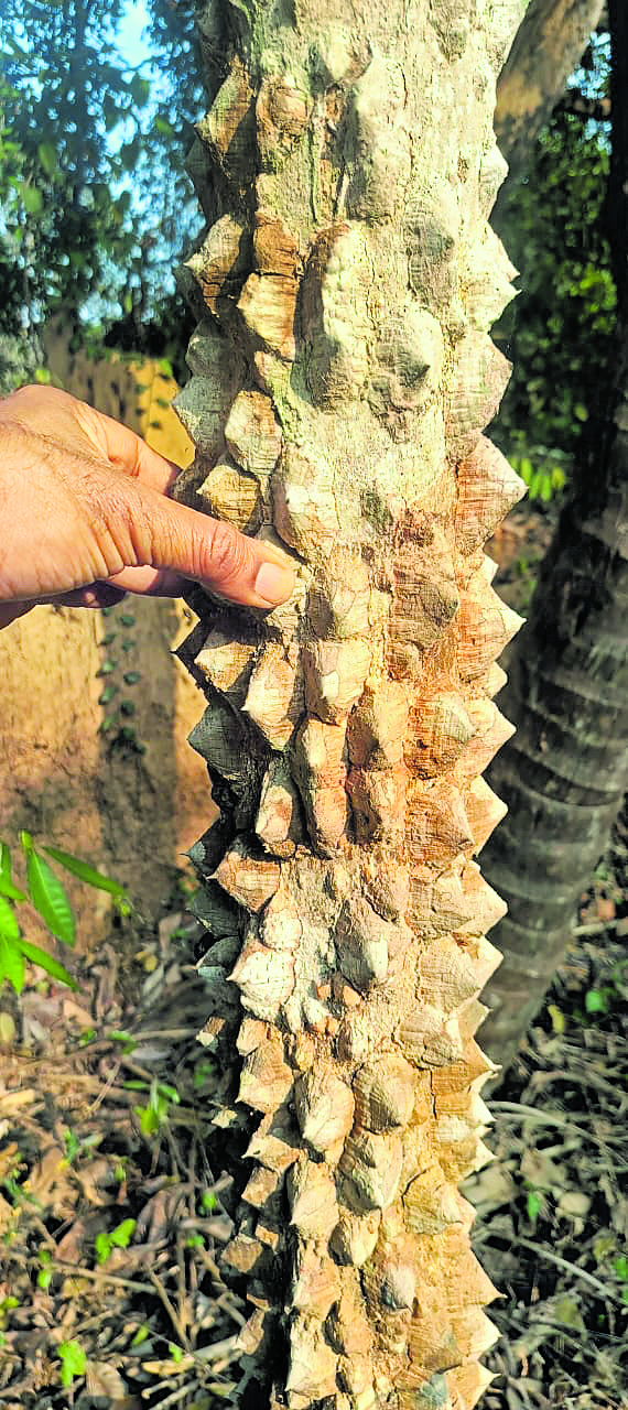 ಜುಮ್ಮನಕಾಯಿ ಮರ