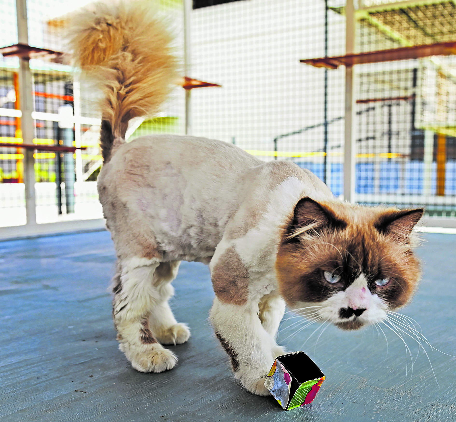 ರ್‍ಯಾಗ್‌ ಡಾಲ್‌ ತಳಿಯ ಬೆಕ್ಕು