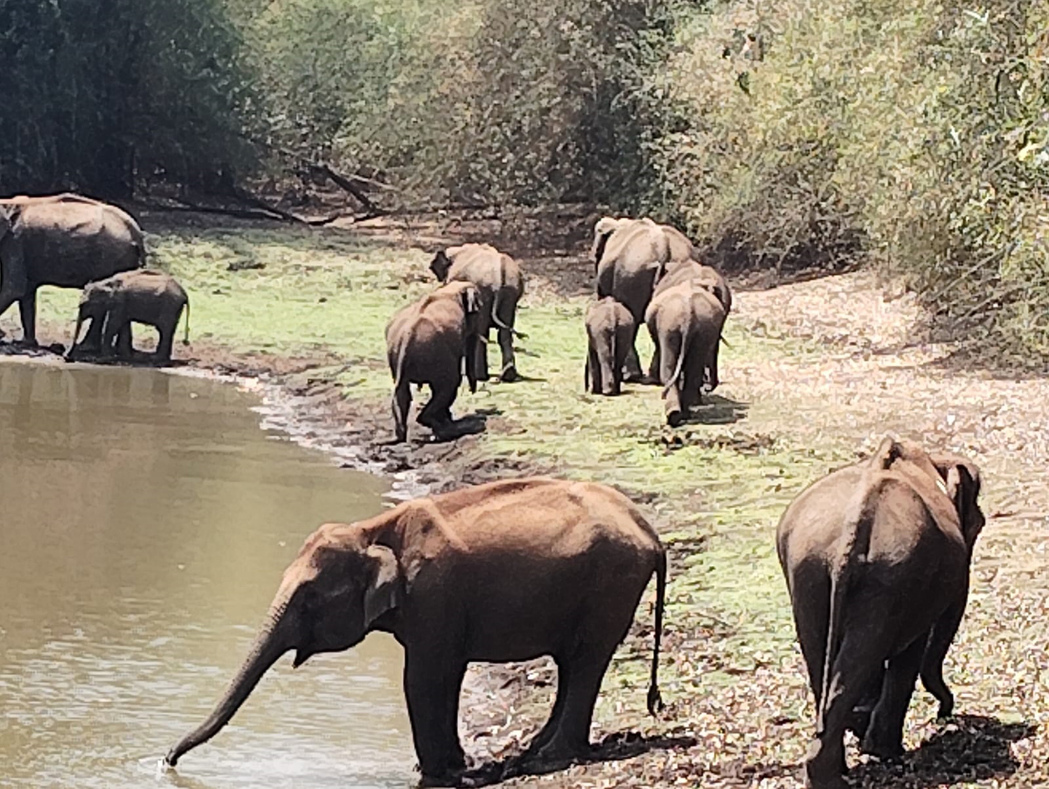 ನರಸಿಂಹರಾಜಪುರ ತಾಲ್ಲೂಕು ಹೊಸಕೊಪ್ಪದ ಬಿ.ಟಿ.ಯತಿರಾಜ್ ಅವರ ತೋಟದ ಪಕ್ಕದಲ್ಲಿನ ಕೆರೆಯಲ್ಲಿ ಭಾನುವಾರ ನೀರು ಕುಡಿಯಲು ಬಂದ 10 ಕಾಡಾನೆಗಳ ಹಿಂಡು