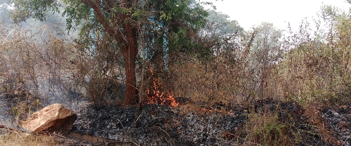 ಹಳೇಬೀಡು| ಪುಷ್ಪಗಿರಿ ತಪ್ಪಲಿನಲ್ಲಿ ಬೆಂಕಿ: ನಂದಿಸಲು ಮನವಿ