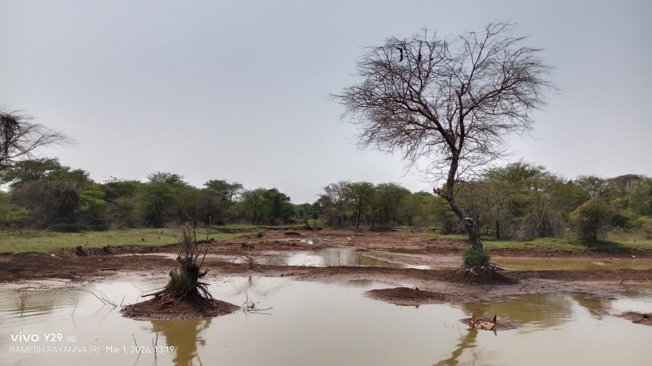 ಹಿರೇಮಲ್ಲನಕೆರೆ ಕೆರೆಯ ಗುಂಡಿಗಳಲ್ಲಿ ಅಲ್ಪ ನೀರು ಸಂಗ್ರಹವಿದೆ