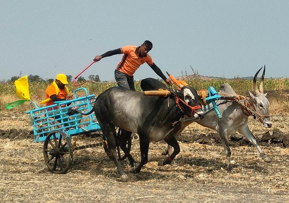 ಖಾಲಿಗಾಡಾ ಓಡಿಸುವ ಸ್ಪರ್ಧೆ: ಗಮನಸೆಳೆದ  ಮೋದಿ, ಸಿದ್ದರಾಮಯ್ಯ ಹೆಸರಿನ ಹೋರಿಗಳು