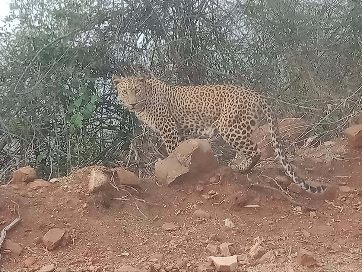 ಗವಿರಾಯಸ್ವಾಮಿ ಬೆಟ್ಟದಲ್ಲಿ ಚಿರತೆ ಪ್ರತ್ಯಕ್ಷ: ಗ್ರಾಮಸ್ಥರಲ್ಲಿ ಆತಂಕ