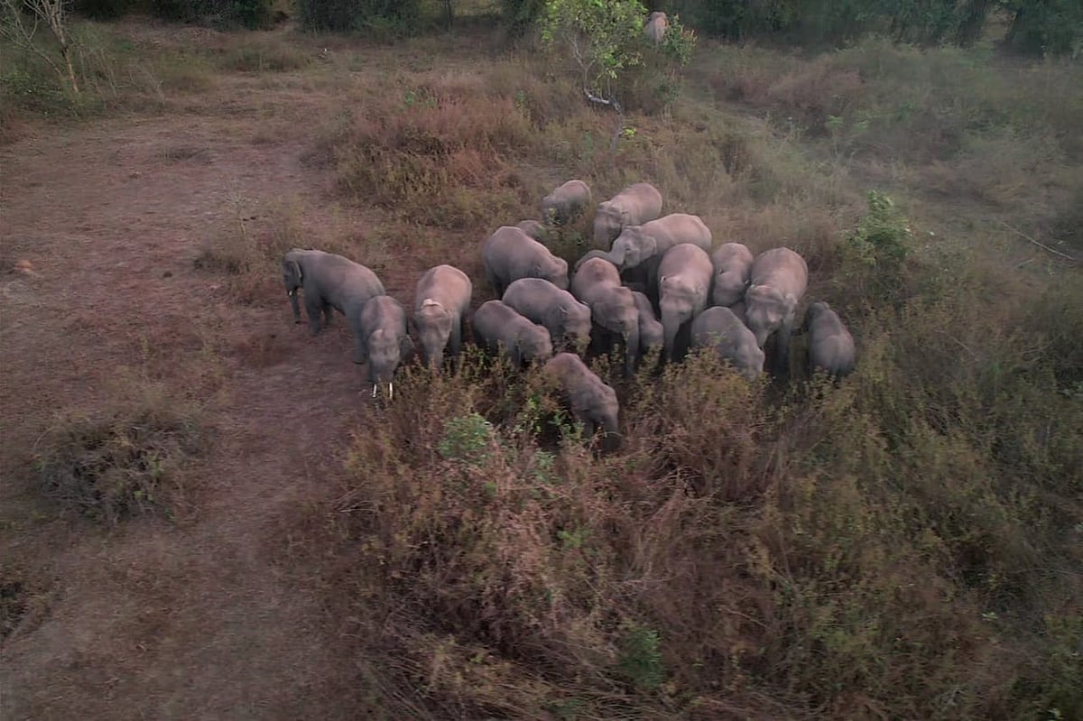 ಚಿಕ್ಕಮಗಳೂರು | ಆನೆ ಸಾಫ್ಟ್ ರಿಲೀಸ್: ಹೊಸ ಜಾಗ ಹುಡುಕಾಟ ಆರಂಭಿಸಿದ ಅರಣ್ಯ ಇಲಾಖೆ